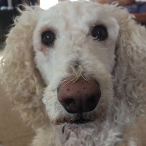 Meet your Posher, Olivia